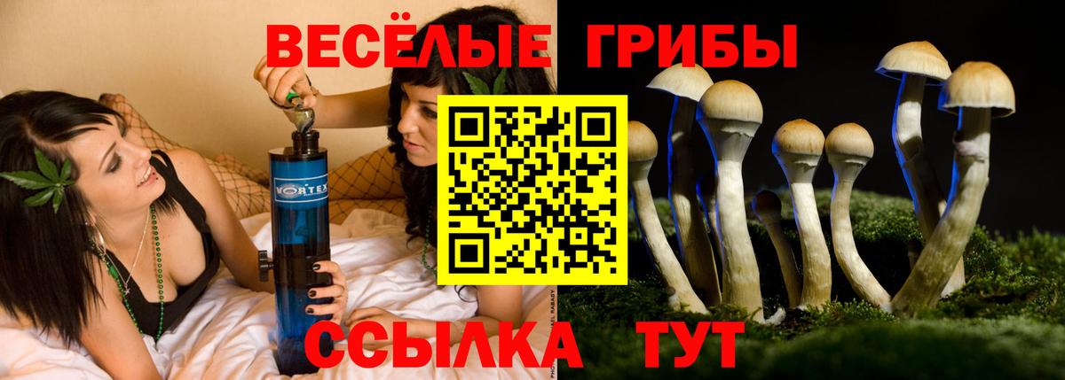 Псилоцибиновые грибы Psilocybine cubensis  Новошахтинск 