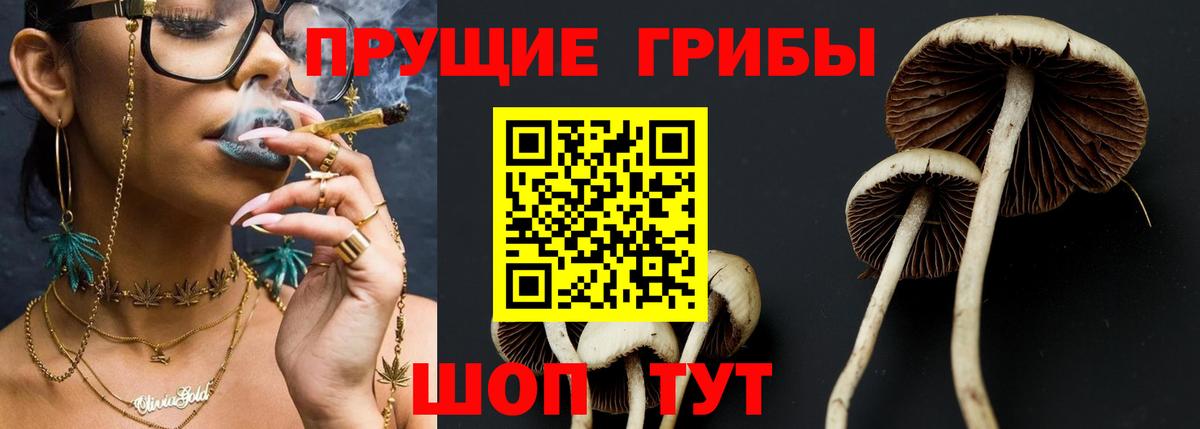 Галлюциногенные грибы Psilocybe Новошахтинск